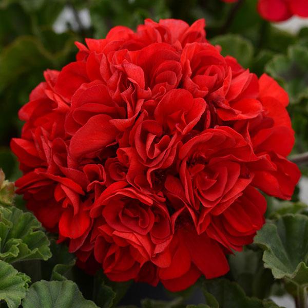 Geraniums
