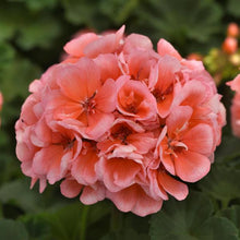 Load image into Gallery viewer, Geraniums
