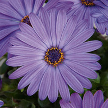 Load image into Gallery viewer, African Daisy
