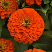 Load image into Gallery viewer, Zinnias
