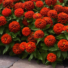 Load image into Gallery viewer, Zinnias
