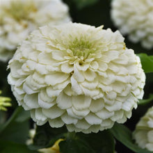 Load image into Gallery viewer, Zinnias

