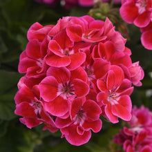 Load image into Gallery viewer, Geraniums
