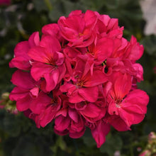 Load image into Gallery viewer, Geraniums
