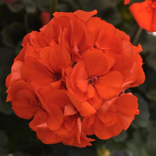 Load image into Gallery viewer, Geraniums
