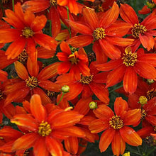 Load image into Gallery viewer, Coreopsis &#39;Crazy Cayenne&#39;
