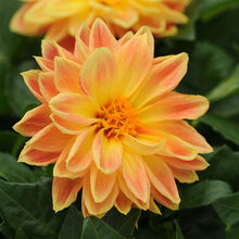 Load image into Gallery viewer, Dahlias Dahlietta® Series
