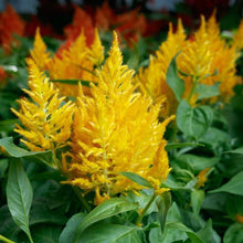 Load image into Gallery viewer, Celosia
