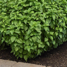 Load image into Gallery viewer, Basil &#39;Everleaf Lemon&#39; 6&quot;
