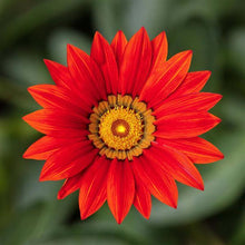 Load image into Gallery viewer, Gazania
