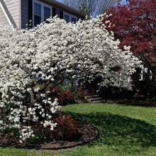 Load image into Gallery viewer, Silky Dogwood
