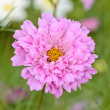 Load image into Gallery viewer, Cosmos
