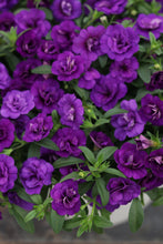 Load image into Gallery viewer, Calibrachoa SUPERBELLS®
