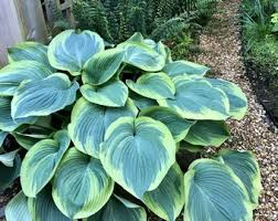 Hosta 'Earth Angel'