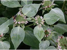 Load image into Gallery viewer, Pycnanthemum muticum
