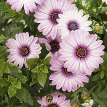 Load image into Gallery viewer, African Daisy
