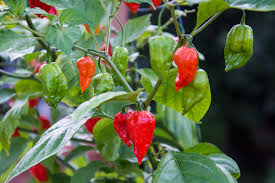 Pepper 'Bhut Jolokia Red' (Ghost Pepper)