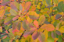 Load image into Gallery viewer, American Smoke Tree
