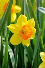 Load image into Gallery viewer, Daffodil &#39;Loveday&#39;
