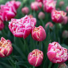 Load image into Gallery viewer, Tulip &#39;Columbus&#39;
