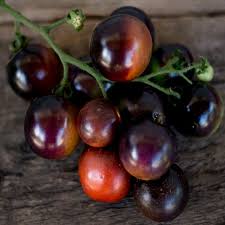 Tomato 'Indigo Rose'