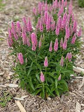 Load image into Gallery viewer, Veronica &#39;Skyward Pink&#39;
