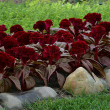 Load image into Gallery viewer, Celosia
