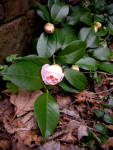 Load image into Gallery viewer, Camellia &#39;April Blush&#39;
