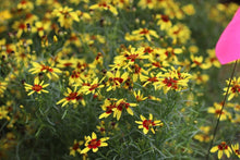 Load image into Gallery viewer, Coreopsis &#39;Firefly&#39;
