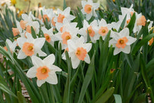 Load image into Gallery viewer, Daffodil &#39;Accent&#39;
