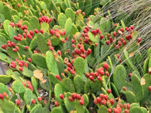 Load image into Gallery viewer, Eastern Prickly Pear Cactus (Optunia humifusa)
