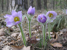 Load image into Gallery viewer, Pulsatilla patens (Eastern Pasque Flower)
