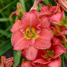 Load image into Gallery viewer, Daylily &#39;Scottish Fantasy&#39;
