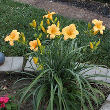 Load image into Gallery viewer, Daylily &#39;Apricot Sparkles&#39;
