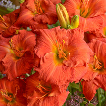 Load image into Gallery viewer, Daylily 'Desert Flame'
