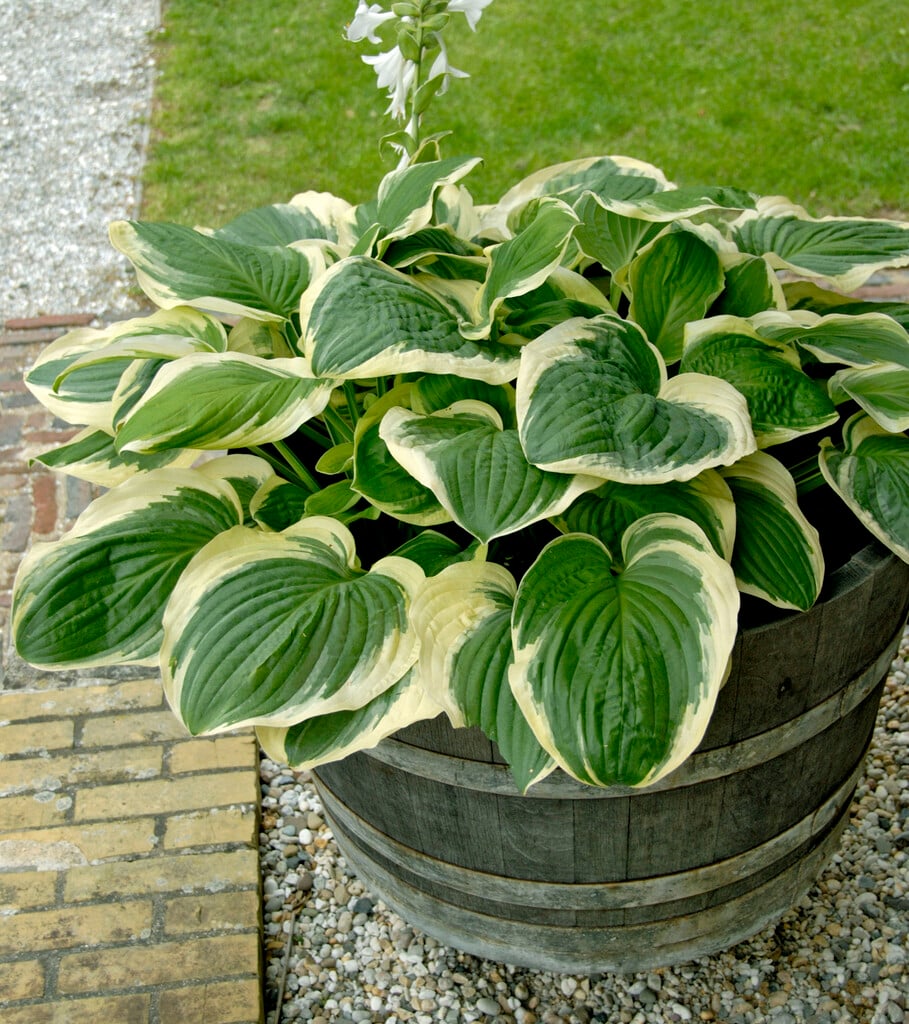 Hosta 'Diana Remembered'