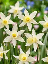 Load image into Gallery viewer, Daffodil &#39;Elka&#39;

