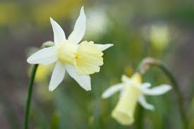 Daffodil 'Elka'