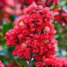 Load image into Gallery viewer, Crape Myrtle &#39;Enduring Summer Red&#39;
