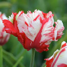 Load image into Gallery viewer, Tulip ‘Estella Rijnveld’
