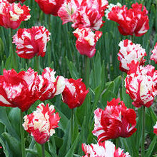 Load image into Gallery viewer, Tulip ‘Estella Rijnveld’
