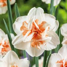 Daffodil 'Extravaganza'