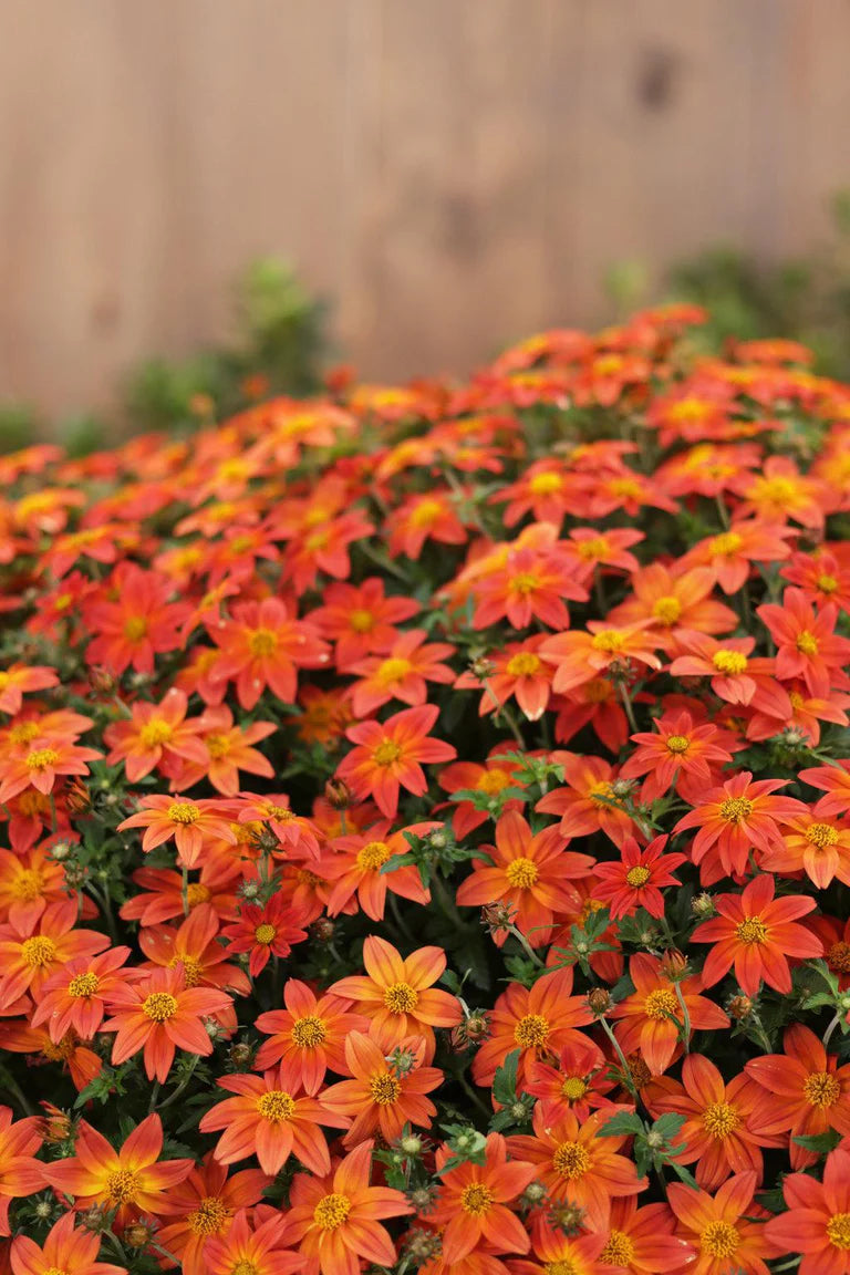 Bidens