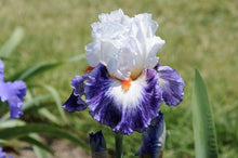 Load image into Gallery viewer, German Iris &#39;Gypsy Lord&#39;
