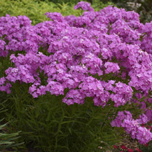 Load image into Gallery viewer, Phlox 'Opening Act Ultra Pink'
