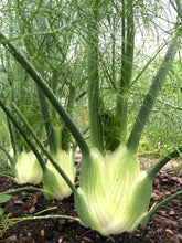 Load image into Gallery viewer, Herb Trio - Fennel
