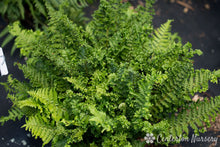Load image into Gallery viewer, Fern &#39;Parsley&#39;
