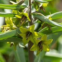 Load image into Gallery viewer, Fritillaria &#39;Green Eyes&#39;
