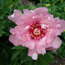 Load image into Gallery viewer, Peony 'Itoh First Arrival'
