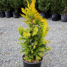 Load image into Gallery viewer, Arborvitae &#39;Forever Goldy&#39;
